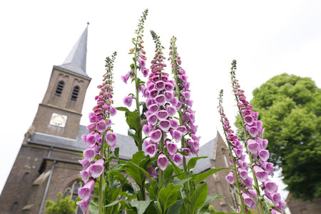 Symbolfoto Roter Fingerhut