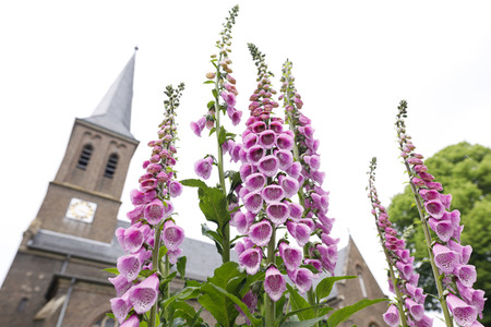 Symbolfoto Roter Fingerhut