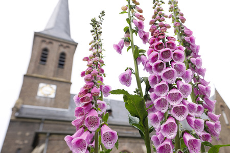 Symbolfoto Roter Fingerhut