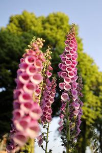 Symbolfoto Roter Fingerhut