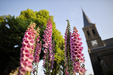 Symbolfoto Roter Fingerhut