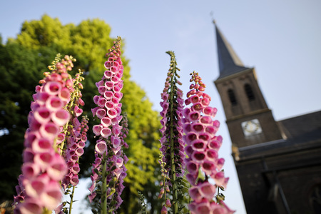 Symbolfoto Roter Fingerhut