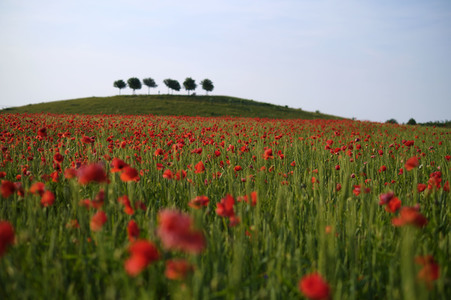 Mohnfeld in Hannover