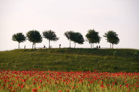 Mohnfeld in Hannover