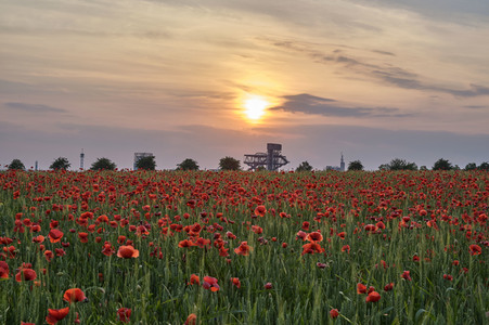 Mohnfeld in Hannover