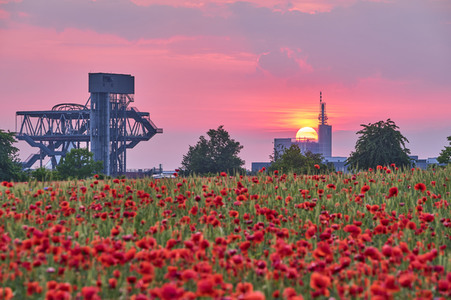 Mohnfeld in Hannover