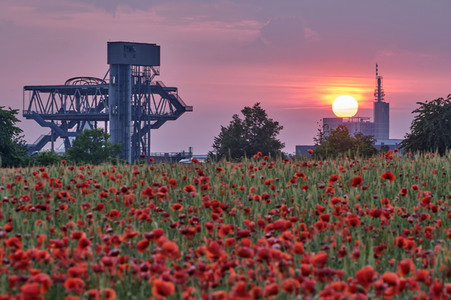 Mohnfeld in Hannover