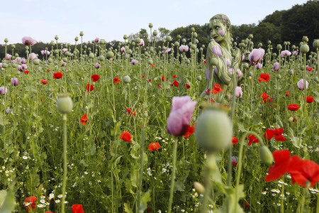 NATURE ART: Mohnfeld / Poppy Field Bodypainting