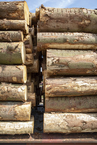 Symbolfoto Holztransport