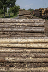 Symbolfoto Holztransport