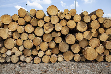 Symbolfoto Holztransport
