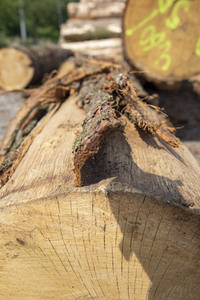 Symbolfoto Holztransport