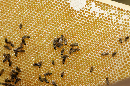 Bienen in Brandenburg