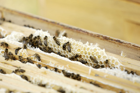 Bienen in Brandenburg