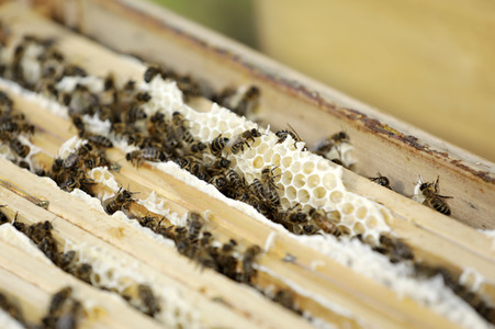 Bienen in Brandenburg