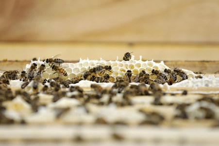 Bienen in Brandenburg