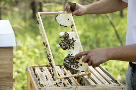 Bienen in Brandenburg