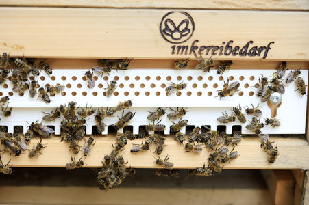 Bienen in Brandenburg