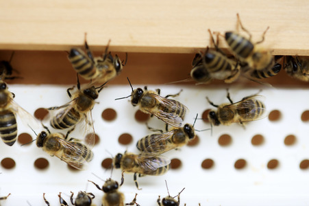 Bienen in Brandenburg