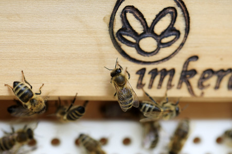 Bienen in Brandenburg