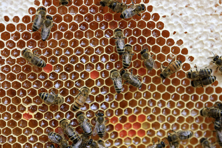 Bienen in Brandenburg