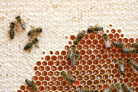 Bienen in Brandenburg