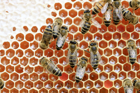 Bienen in Brandenburg