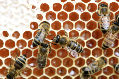 Bienen in Brandenburg