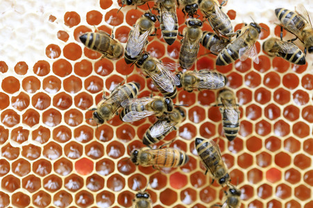 Bienen in Brandenburg