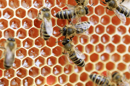 Bienen in Brandenburg