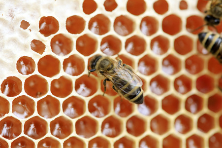 Bienen in Brandenburg
