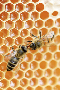 Bienen in Brandenburg