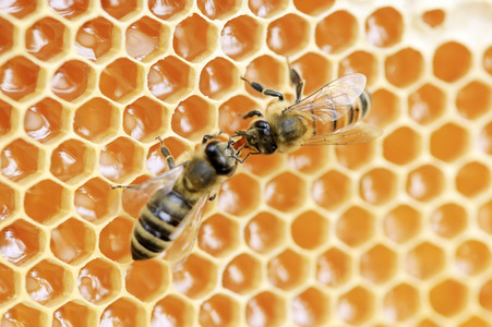 Bienen in Brandenburg