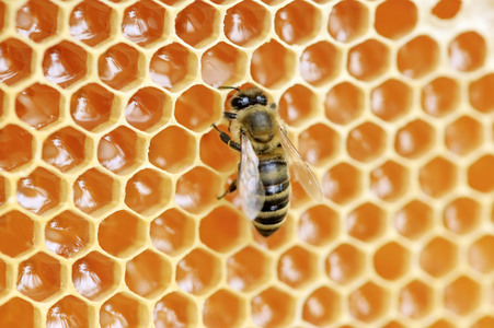 Bienen in Brandenburg