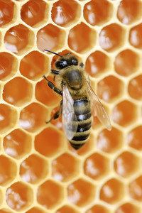 Bienen in Brandenburg