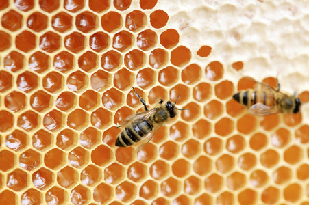 Bienen in Brandenburg