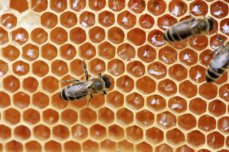 Bienen in Brandenburg