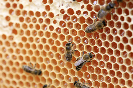Bienen in Brandenburg