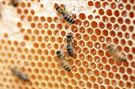 Bienen in Brandenburg