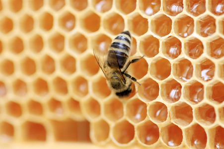 Bienen in Brandenburg