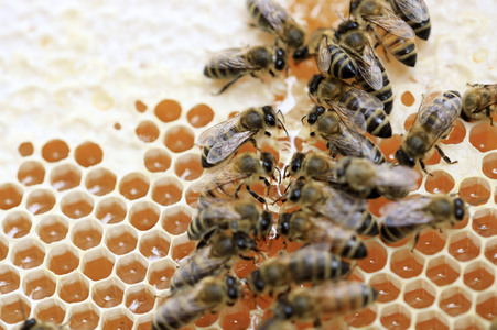 Bienen in Brandenburg