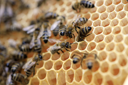 Bienen in Brandenburg