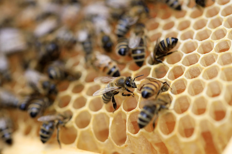 Bienen in Brandenburg
