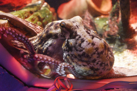 Oktopus Oktavius feiert Unterwasser Geburtstag in Berlin