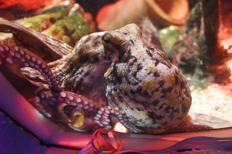 Oktopus Oktavius feiert Unterwasser Geburtstag in Berlin