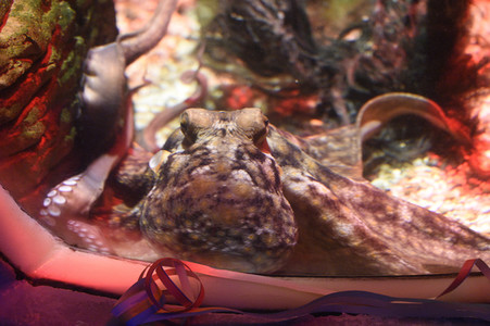 Oktopus Oktavius feiert Unterwasser Geburtstag in Berlin