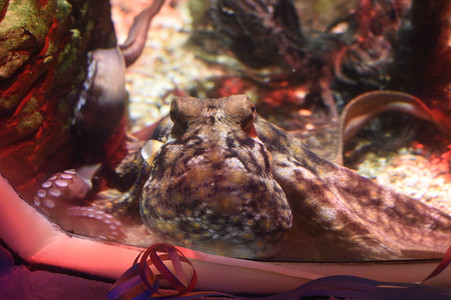 Oktopus Oktavius feiert Unterwasser Geburtstag in Berlin