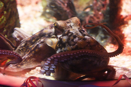 Oktopus Oktavius feiert Unterwasser Geburtstag in Berlin