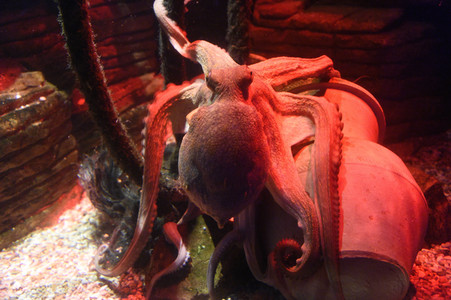 Oktopus Oktavius feiert Unterwasser Geburtstag in Berlin