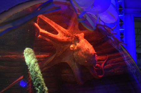 Oktopus Oktavius feiert Unterwasser Geburtstag in Berlin